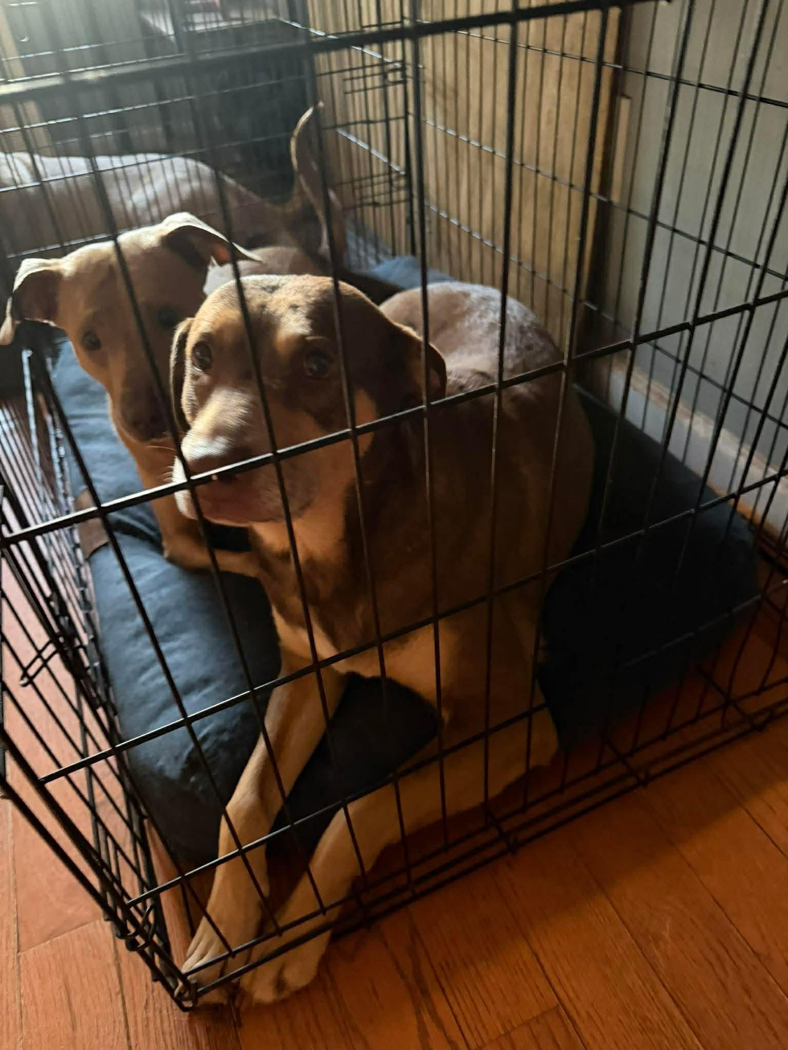 Enlarge Addie & Stark , a ADOPTABLE mixed breed in Williamston, SC image 3/6