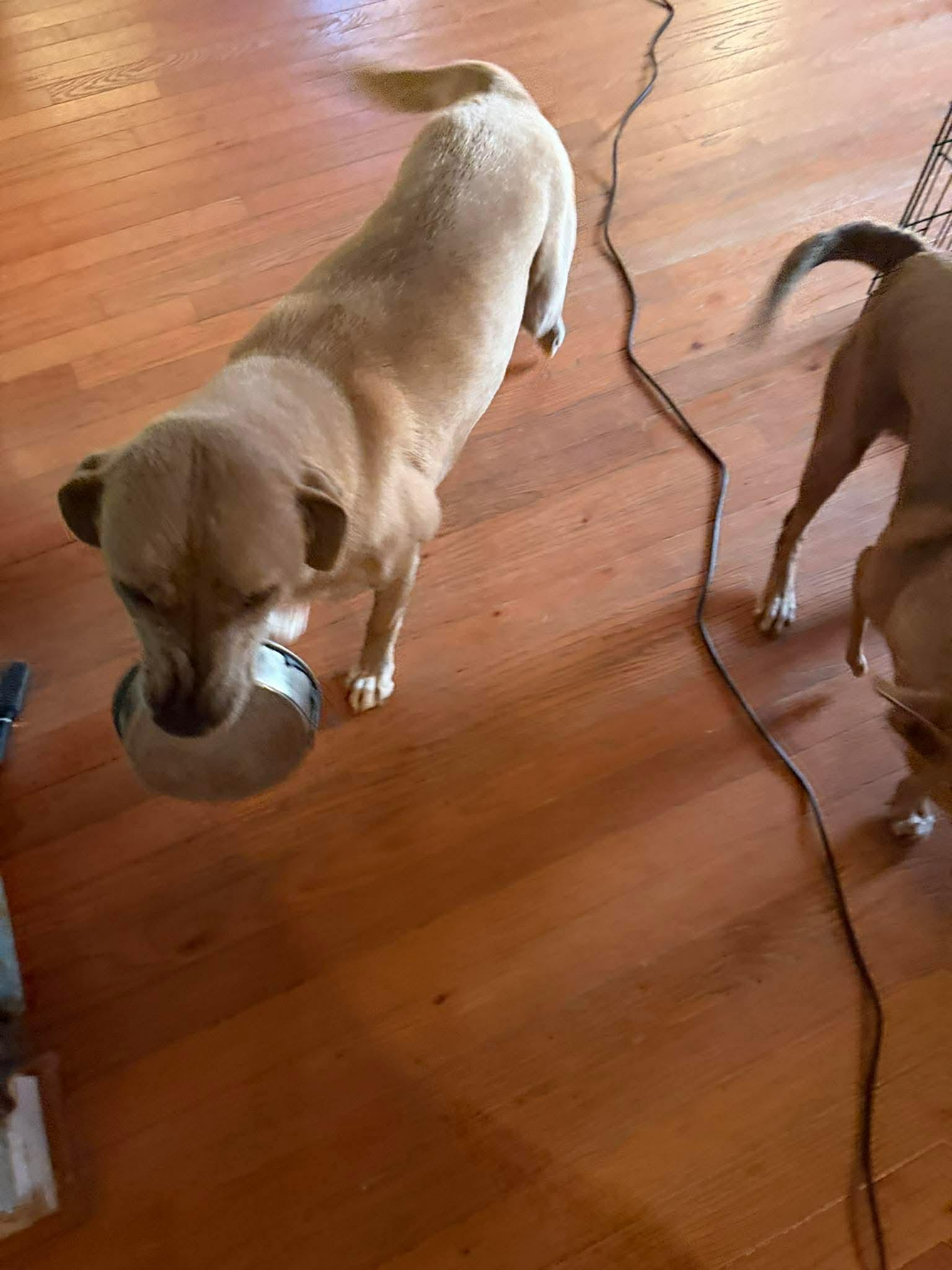 Enlarge Addie & Stark , a ADOPTABLE mixed breed in Williamston, SC image 6/6