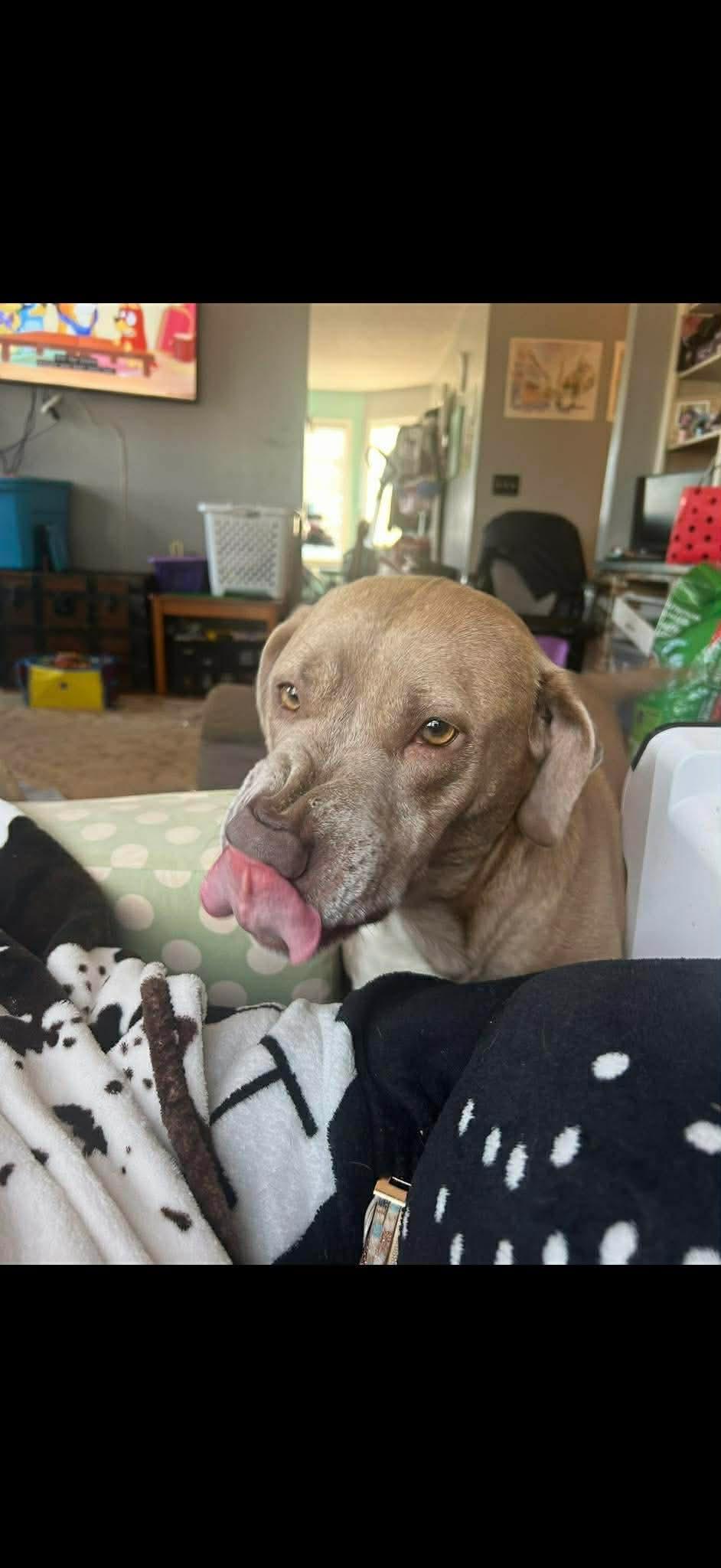 Enlarge Addie & Stark , a ADOPTABLE mixed breed in Williamston, SC image 5/6