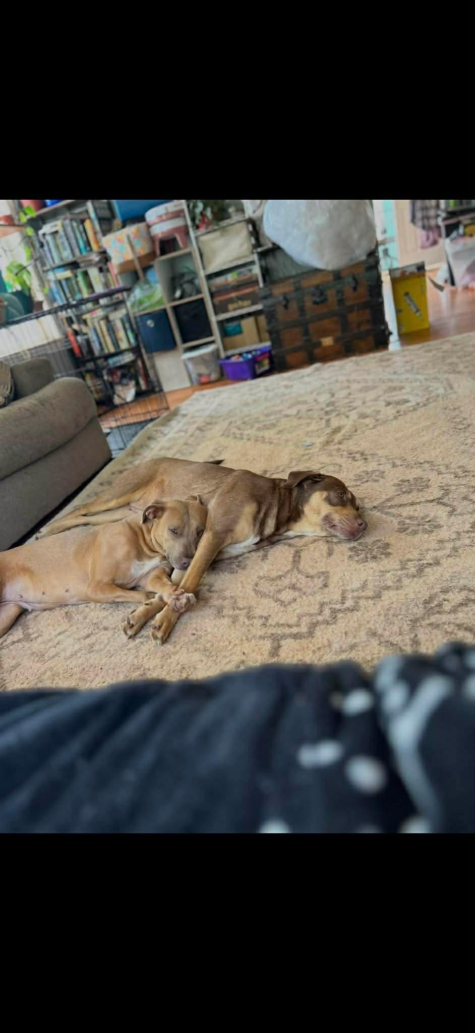 Addie & Stark , ADOPTABLE, Adult Female American Bulldog & Labrador Retriever.