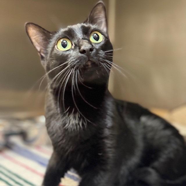 Tap Dancer, Adoptable, Adult Female Domestic Short Hair.