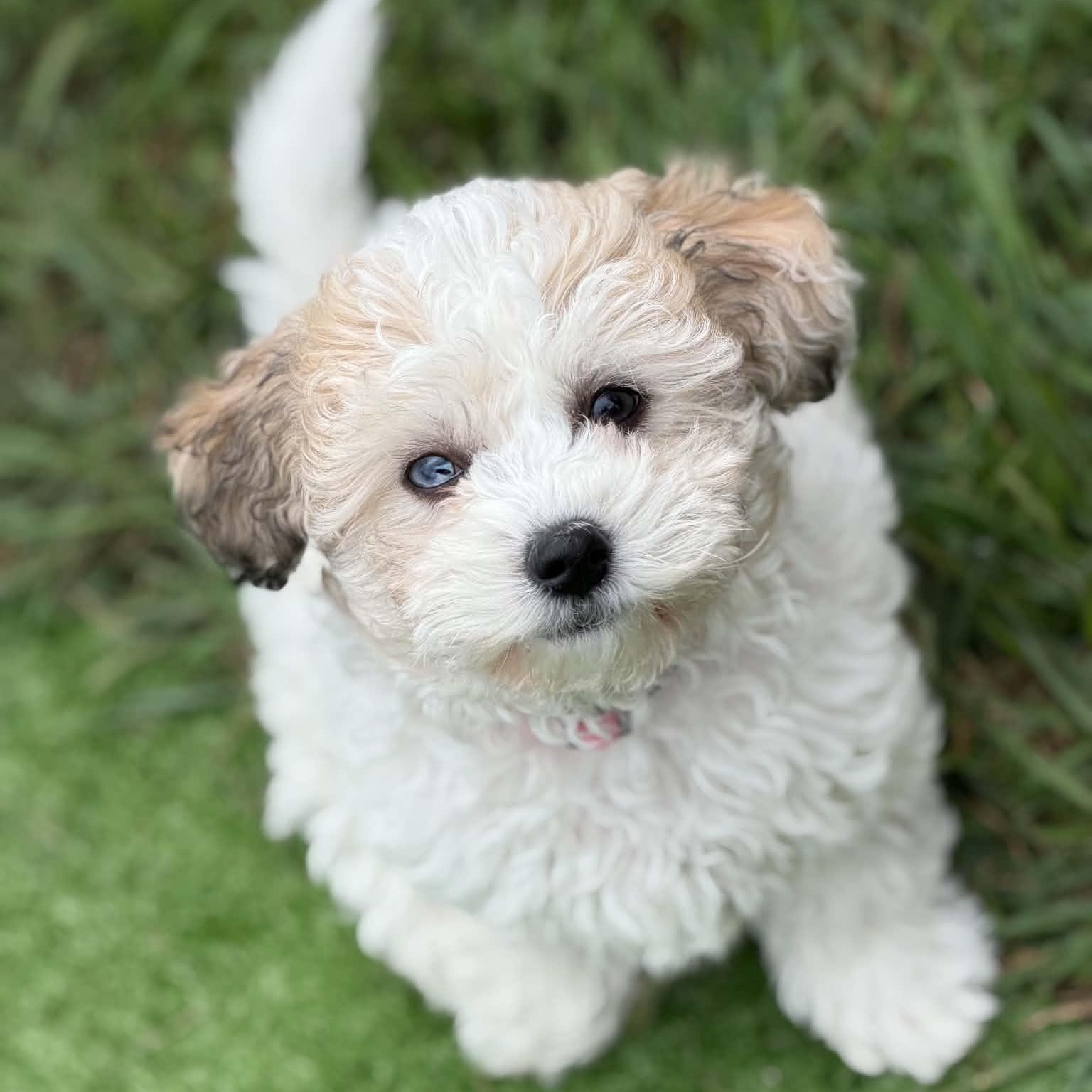 Tekka, Adoptable, Young Female Poodle.