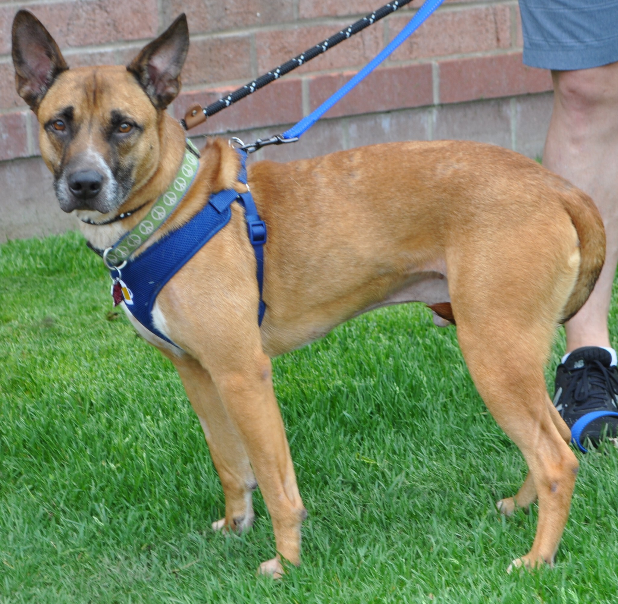 Enlarge Kevlar, a Adoptable mixed breed in West Saint Paul, MN image 3/11