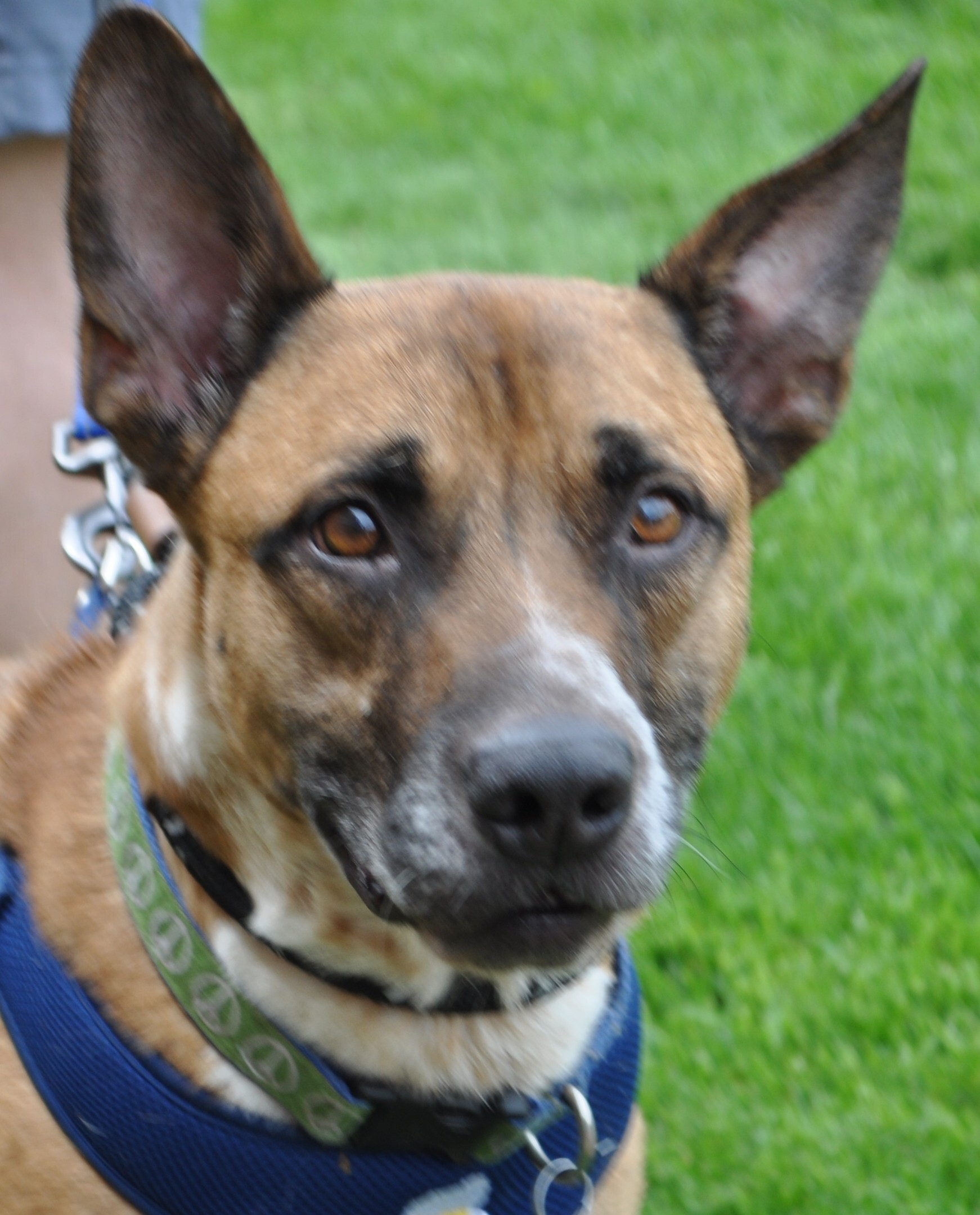 Enlarge Kevlar, a Adoptable mixed breed in West Saint Paul, MN image 4/11