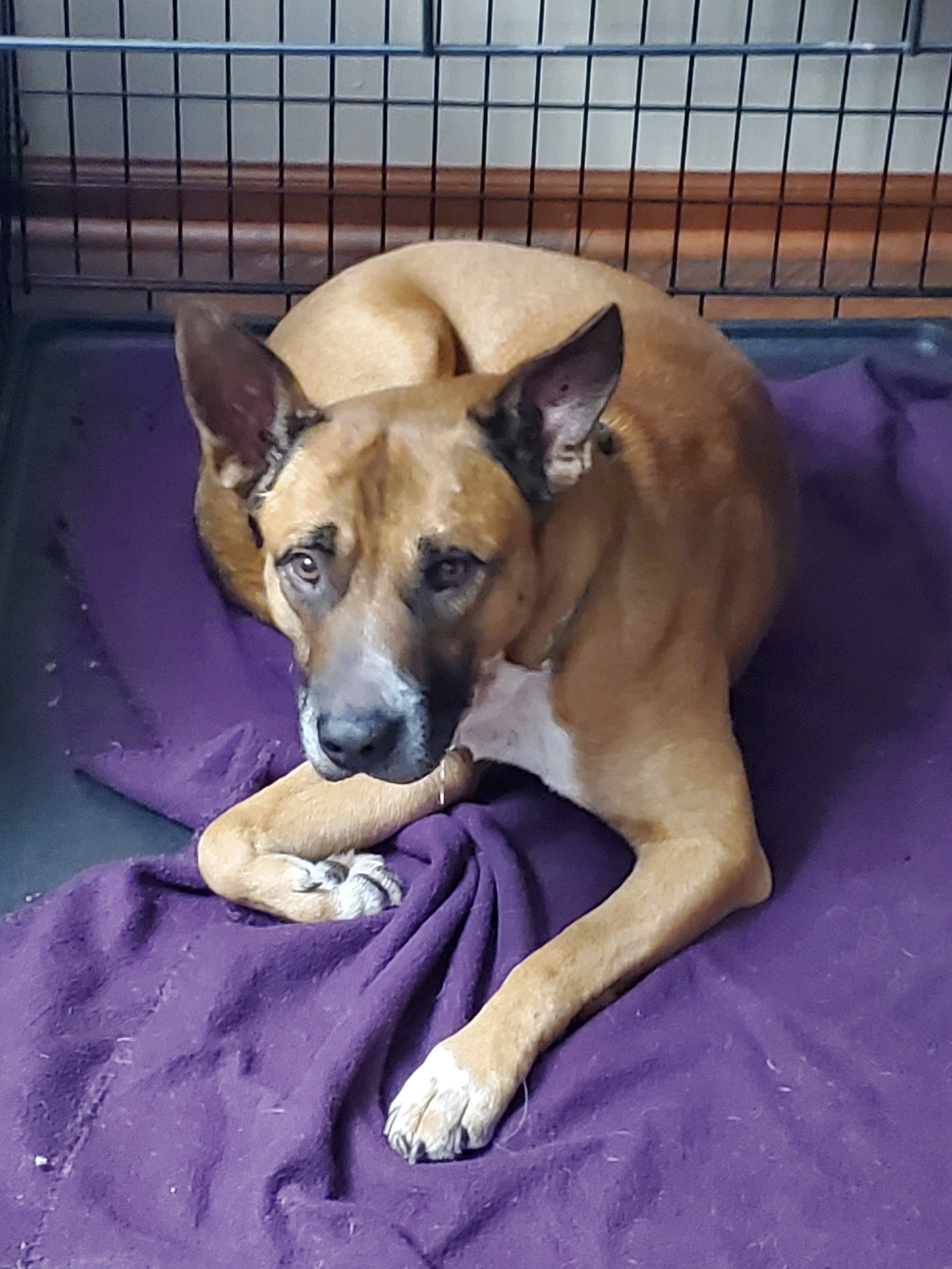 Enlarge Kevlar, a Adoptable mixed breed in West Saint Paul, MN image 5/11