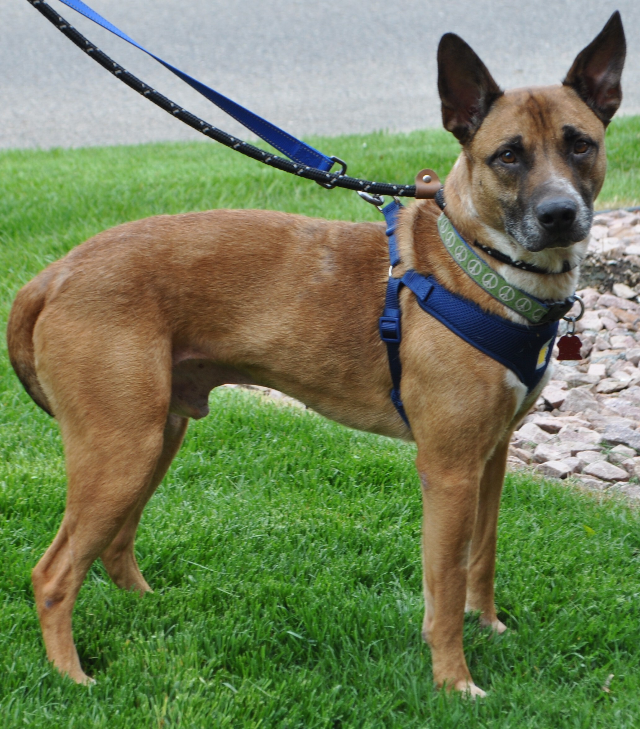 Enlarge Kevlar, a Adoptable mixed breed in West Saint Paul, MN image 6/11