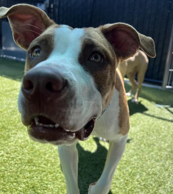 Enlarge Nanny McFlea, a Adoptable mixed breed in El Cajon, CA image 1/1