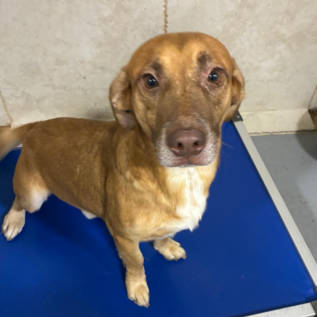 Enlarge Duncan, a Adoptable mixed breed in Hattiesburg, MS image 1/3