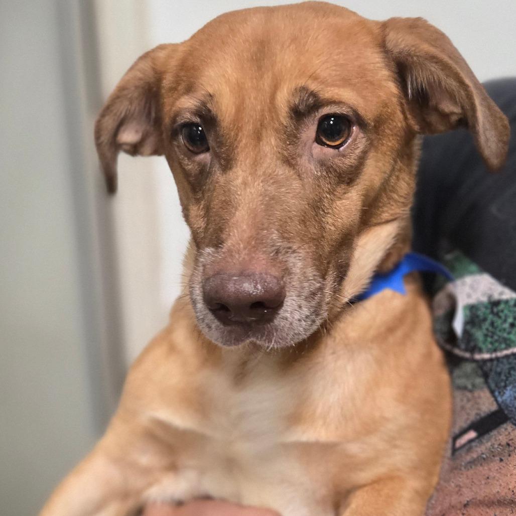 Enlarge Duncan, a Adoptable mixed breed in Hattiesburg, MS image 2/3