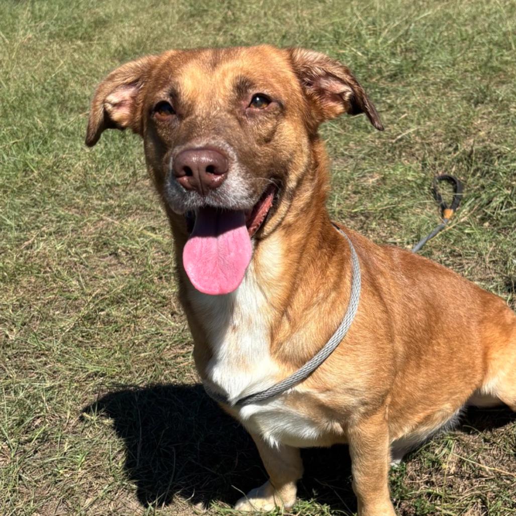 Enlarge Duncan, a Adoptable mixed breed in Hattiesburg, MS image 3/3