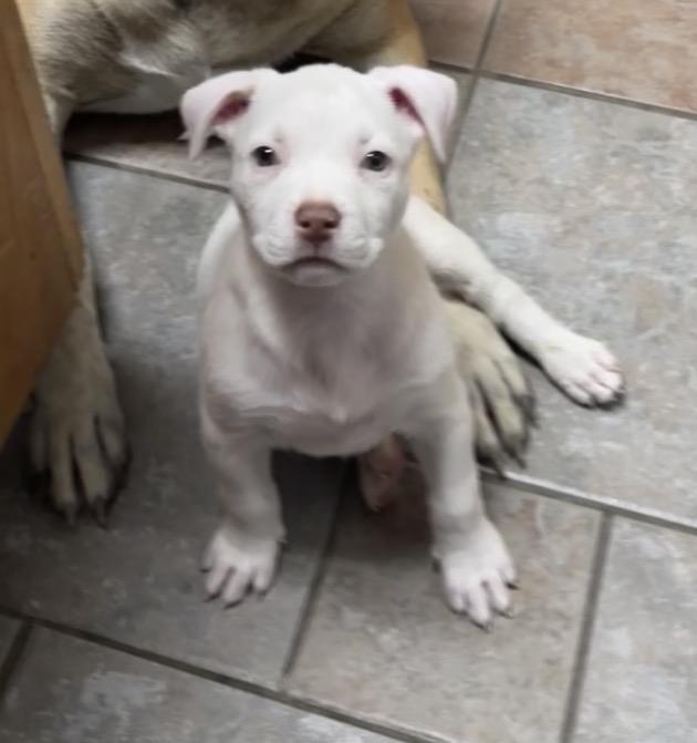 Maui, adoptable, Puppy Male American Staffordshire Terrier & Pit Bull Terrier.