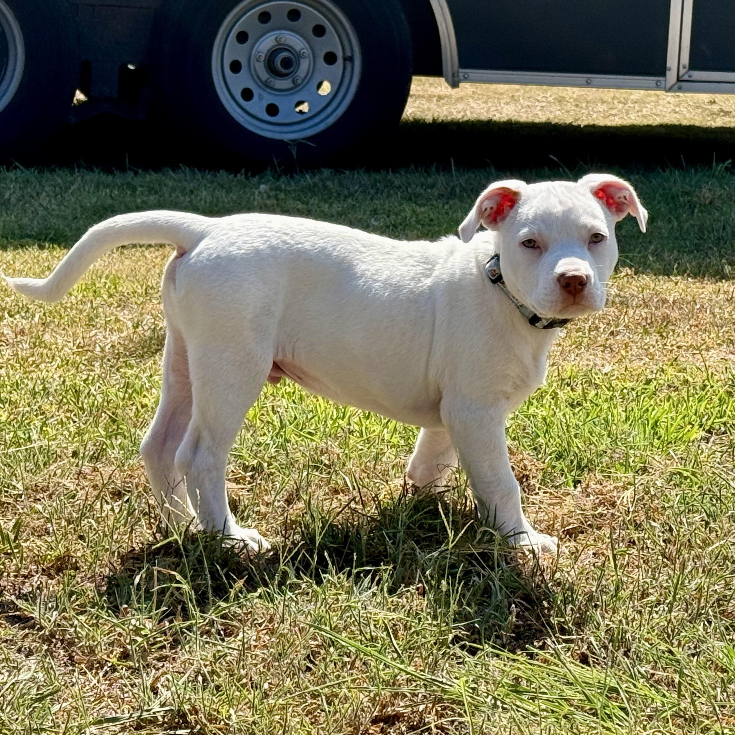 Enlarge Maui, an adoption pending mixed breed in Kempner, TX image 1/5
