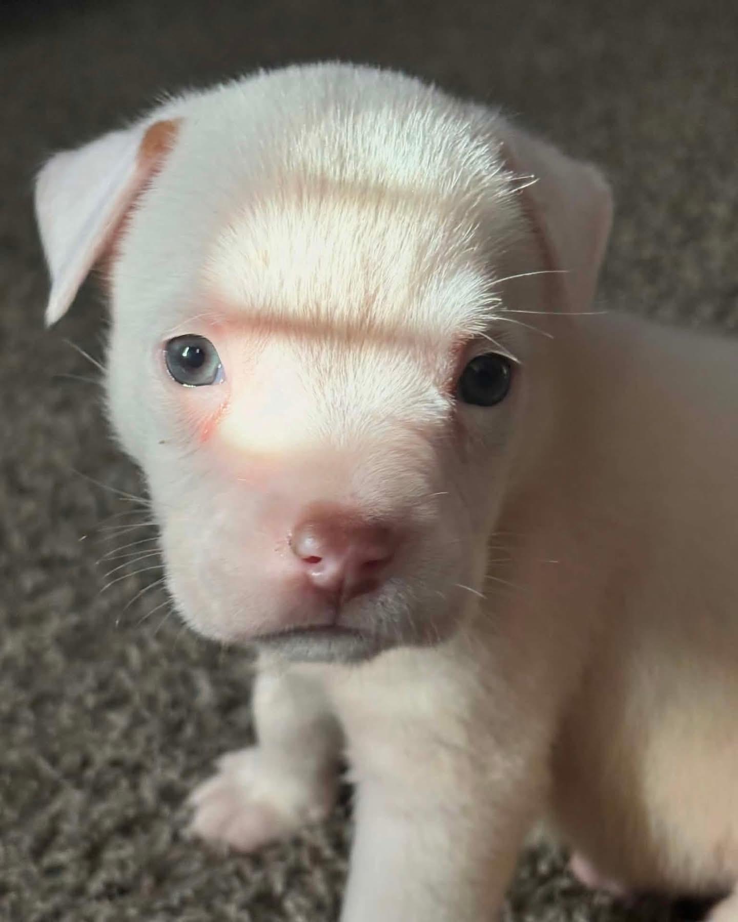 Enlarge Maui, an adoptable mixed breed in Kempner, TX image 2/4