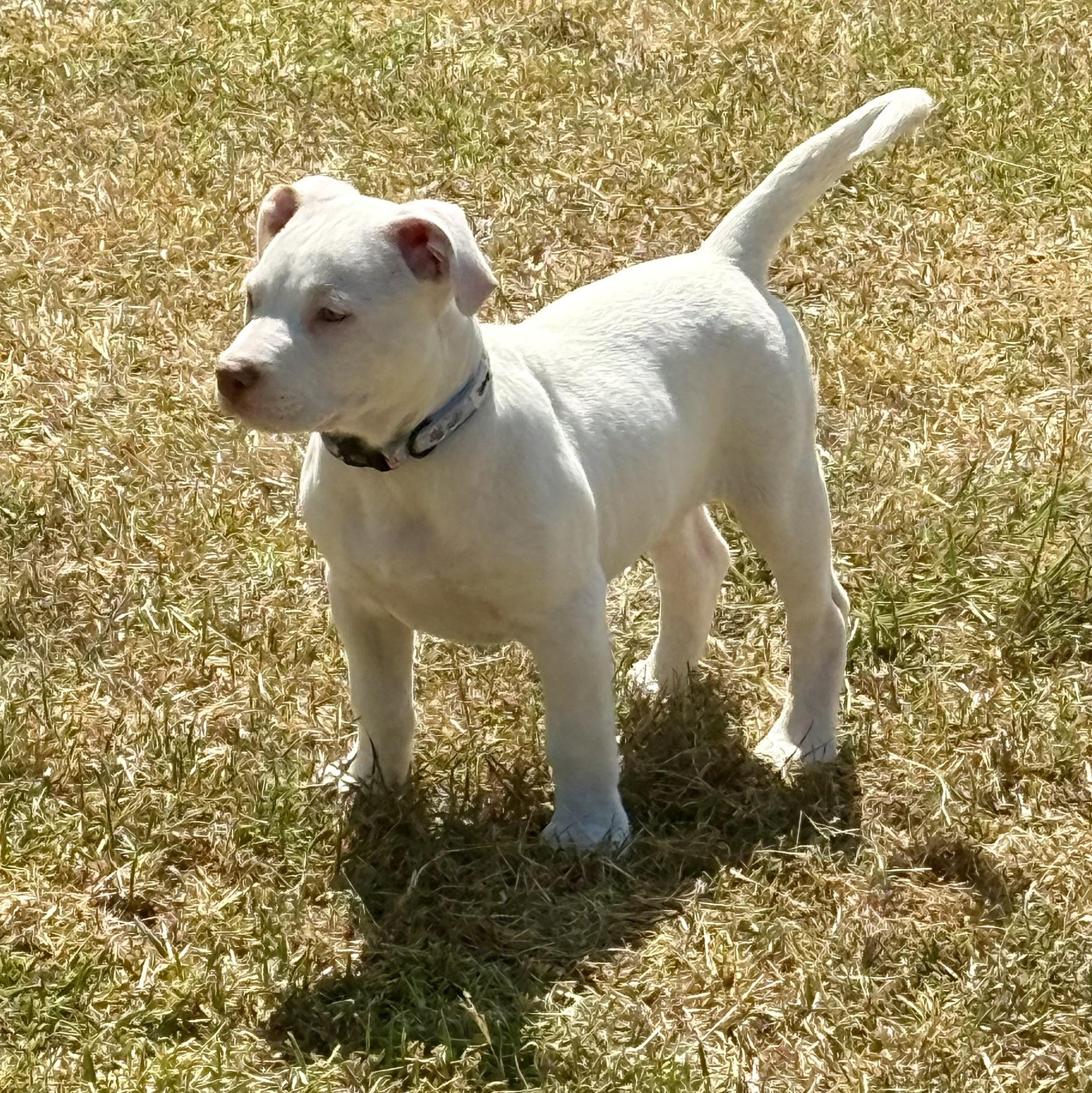 Enlarge Maui, an adoption pending mixed breed in Kempner, TX image 2/5