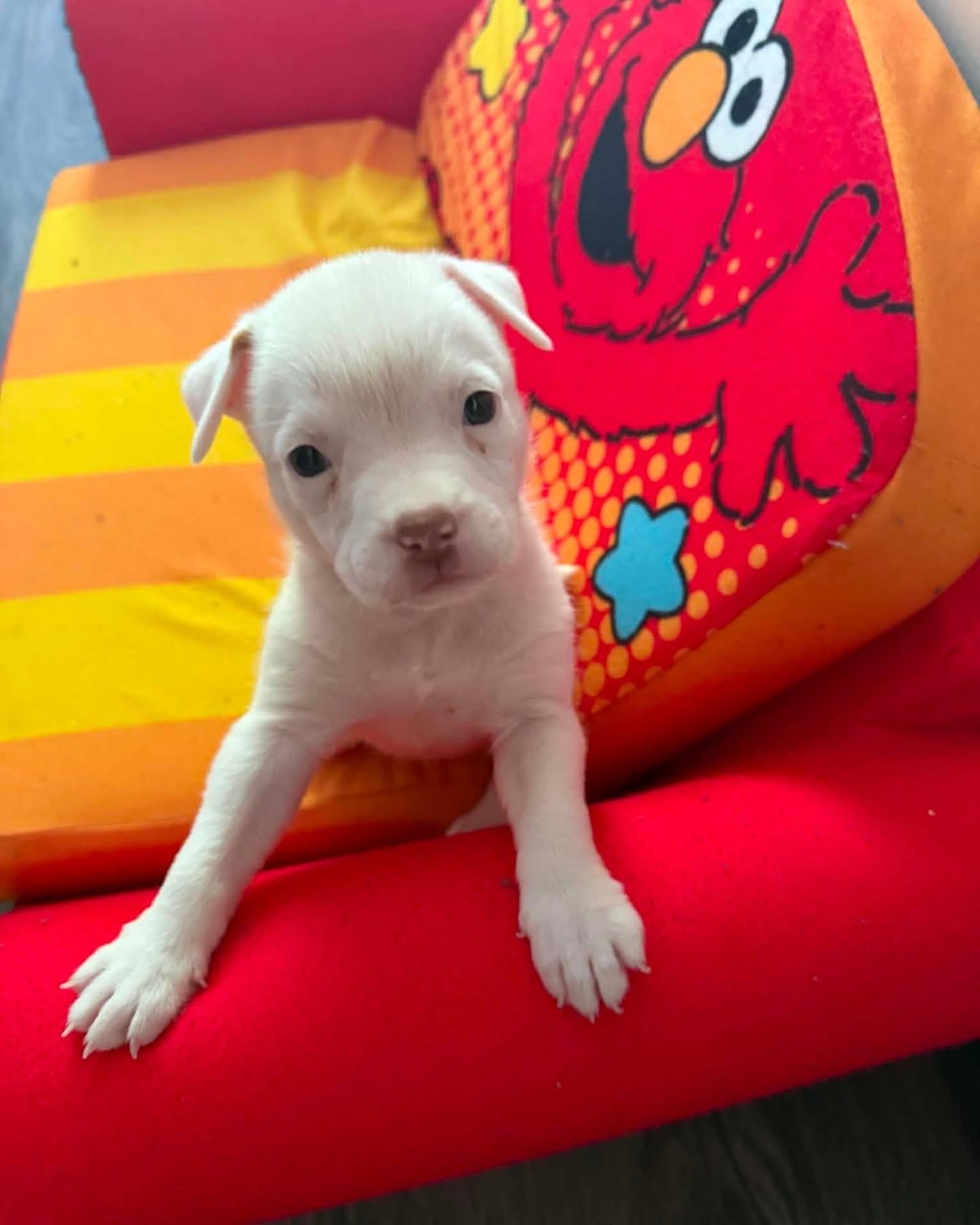 Enlarge Maui, an adoptable mixed breed in Kempner, TX image 4/4