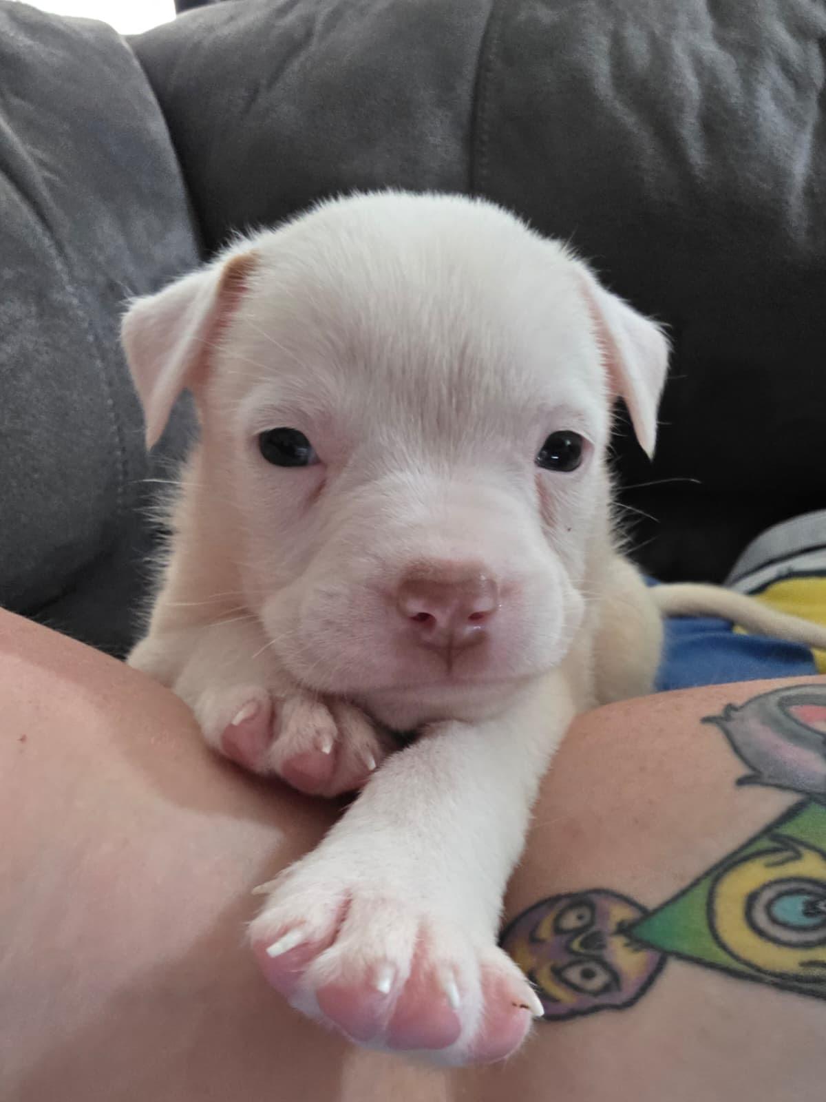 Enlarge Maui, an adoptable mixed breed in Kempner, TX image 3/4
