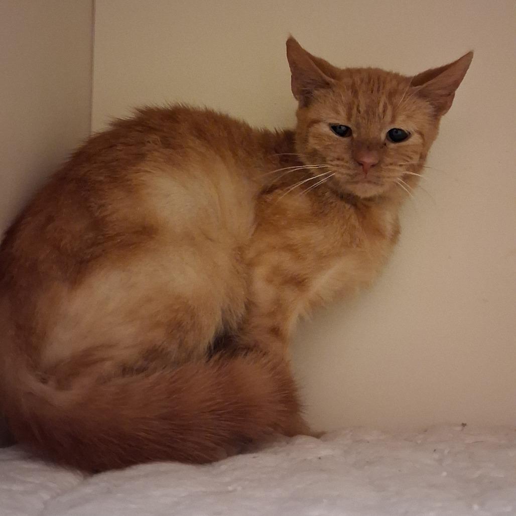 Quibbler, Adoptable, Adult Female Domestic Short Hair.