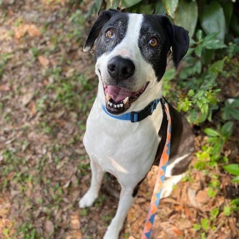 Jazzy, a Adoptable Mixed Breed in Jacksonville, FL image 1/6