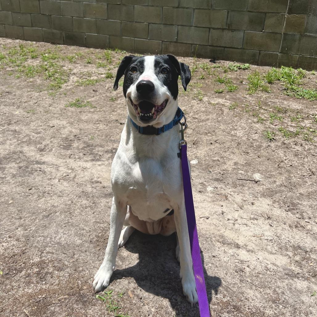Jazzy, Adoptable, Senior Female Mixed Breed.