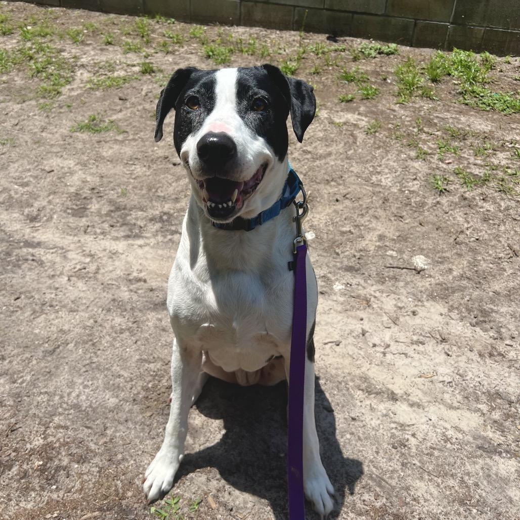 Jazzy, a Adoptable Mixed Breed in Jacksonville, FL image 2/6