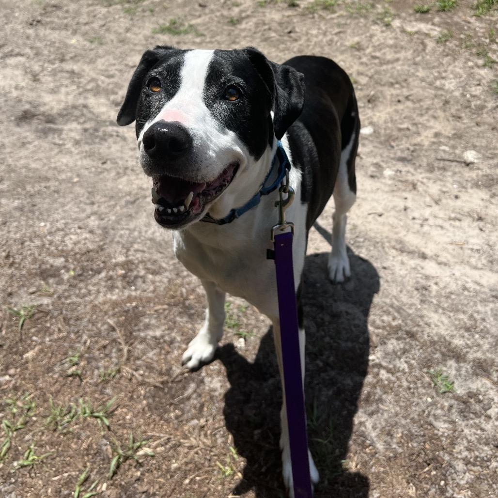 Jazzy, a Adoptable Mixed Breed in Jacksonville, FL image 3/6