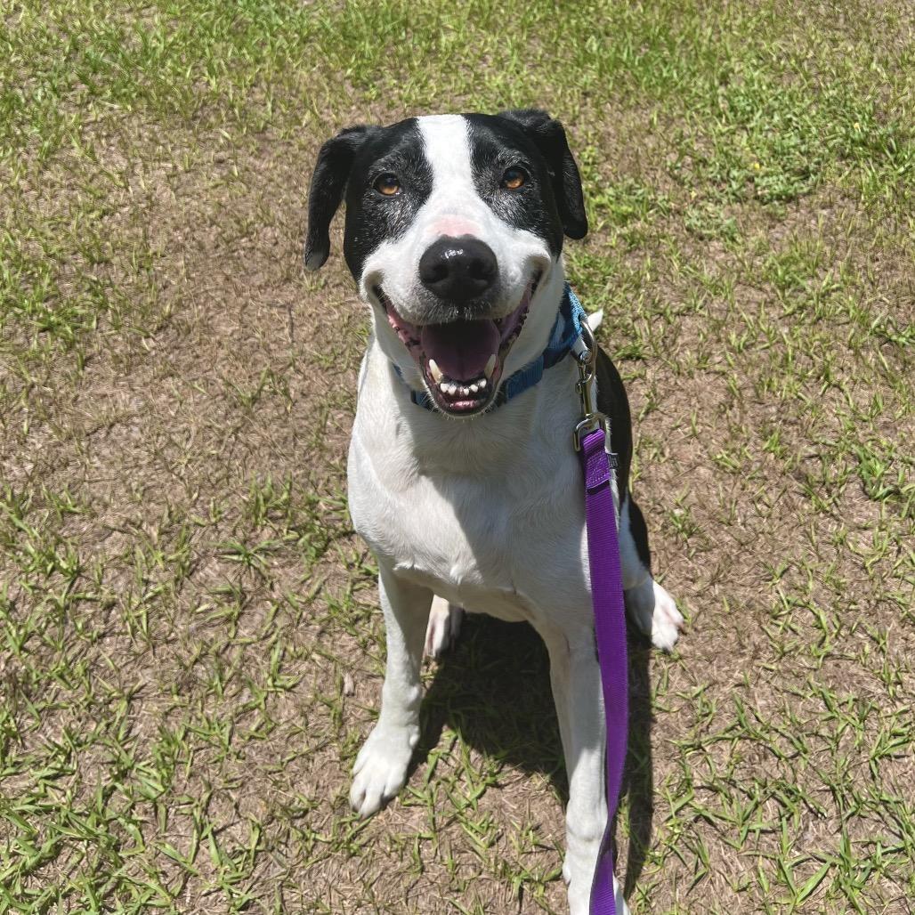 Jazzy, a Adoptable Mixed Breed in Jacksonville, FL image 4/6