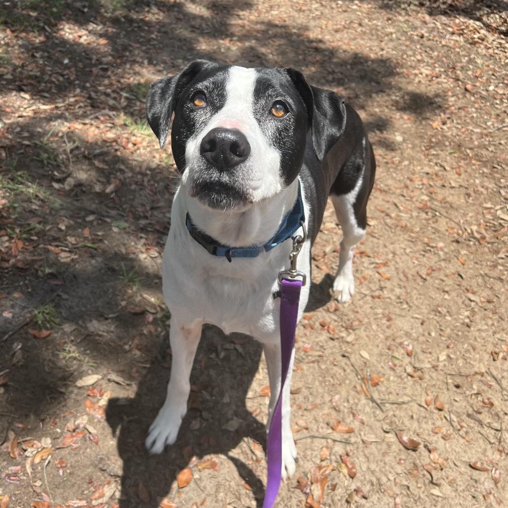 Jazzy, a Adoptable Mixed Breed in Jacksonville, FL image 5/6