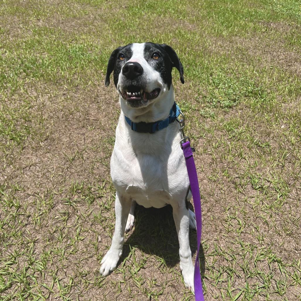 Jazzy, a Adoptable Mixed Breed in Jacksonville, FL image 6/6