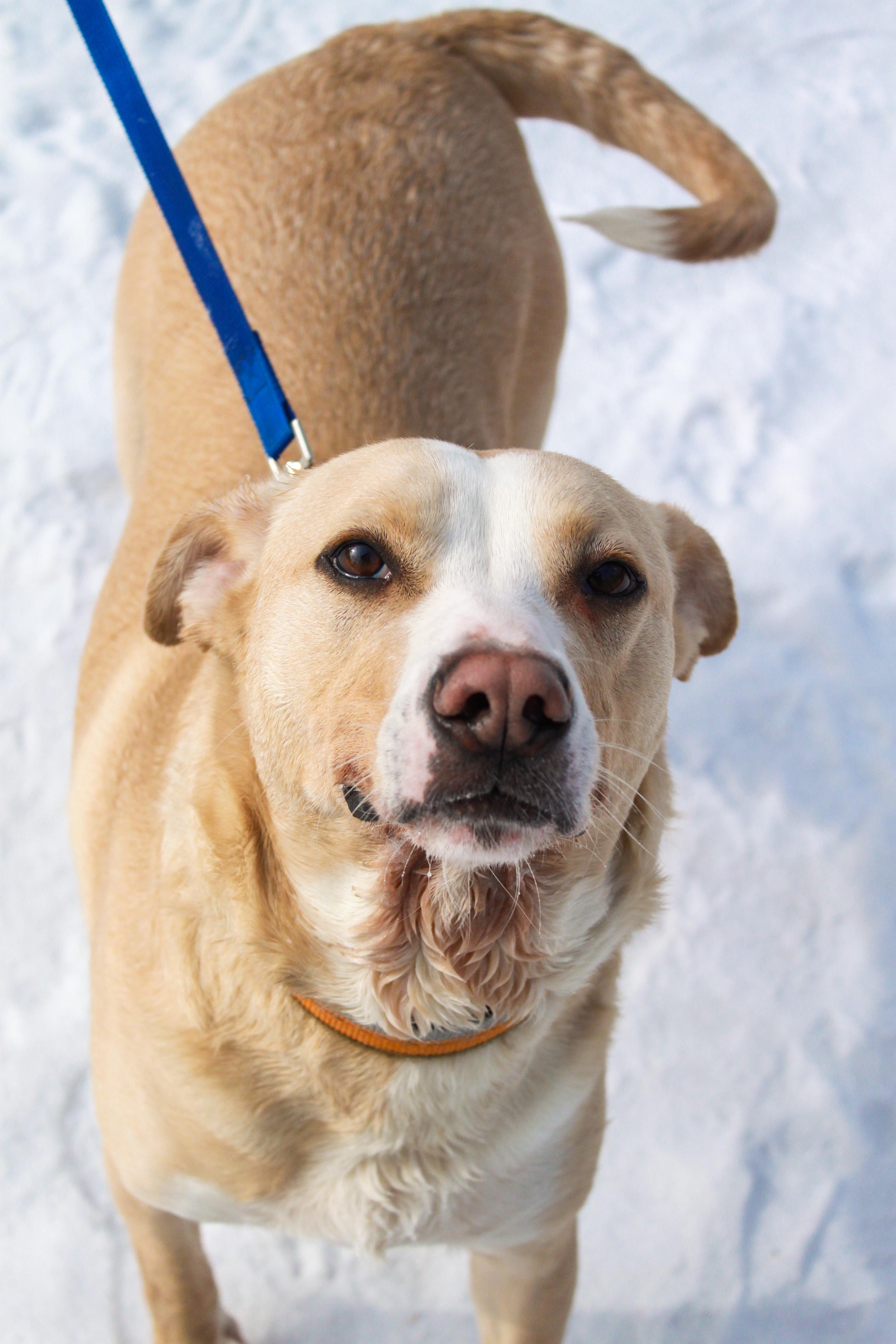 Enlarge Ordell, a Adoptable mixed breed in Ona, WV image 2/5