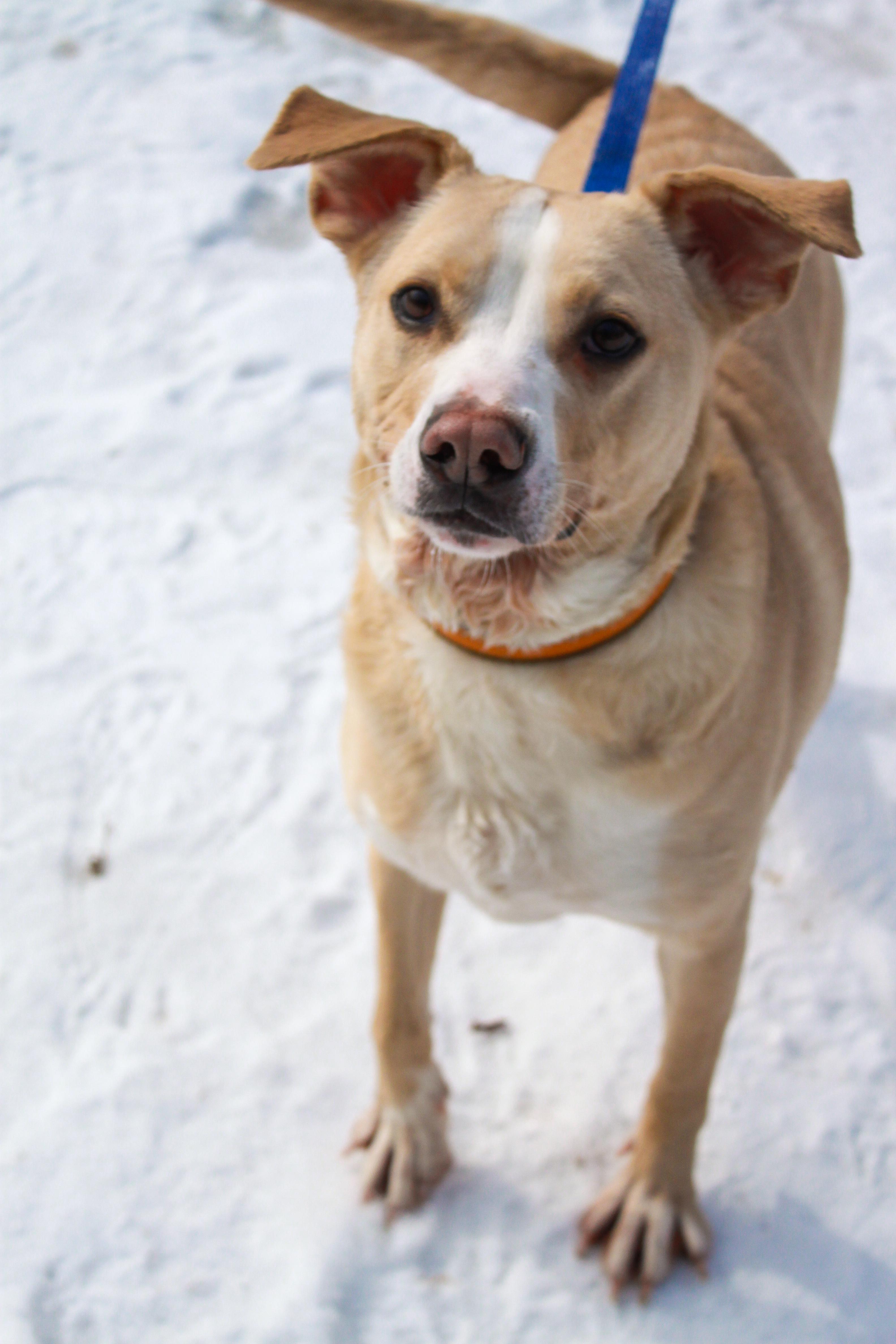Ordell, Adoptable, Adult Male Mixed Breed.