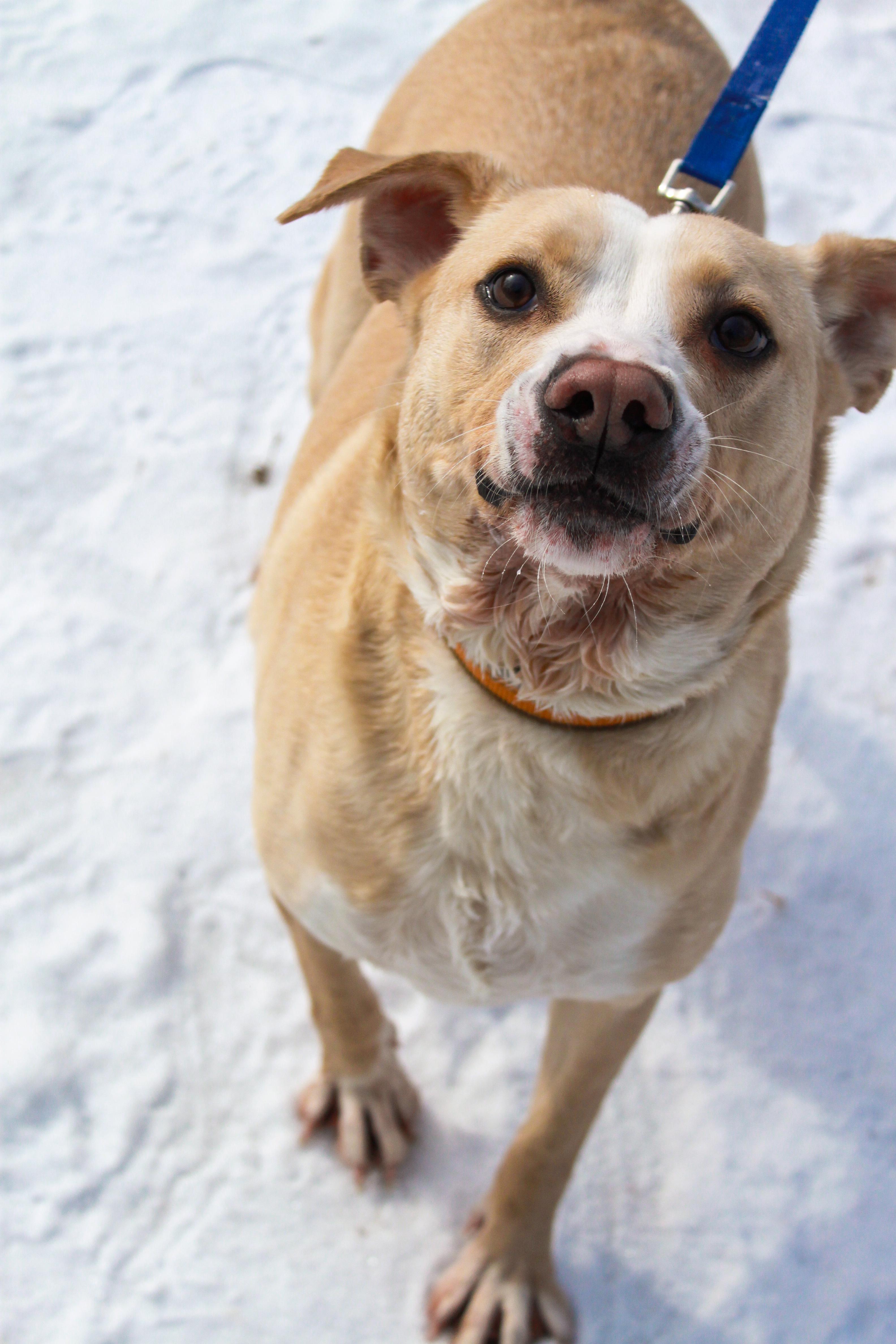 Enlarge Ordell, a Adoptable mixed breed in Ona, WV image 4/5