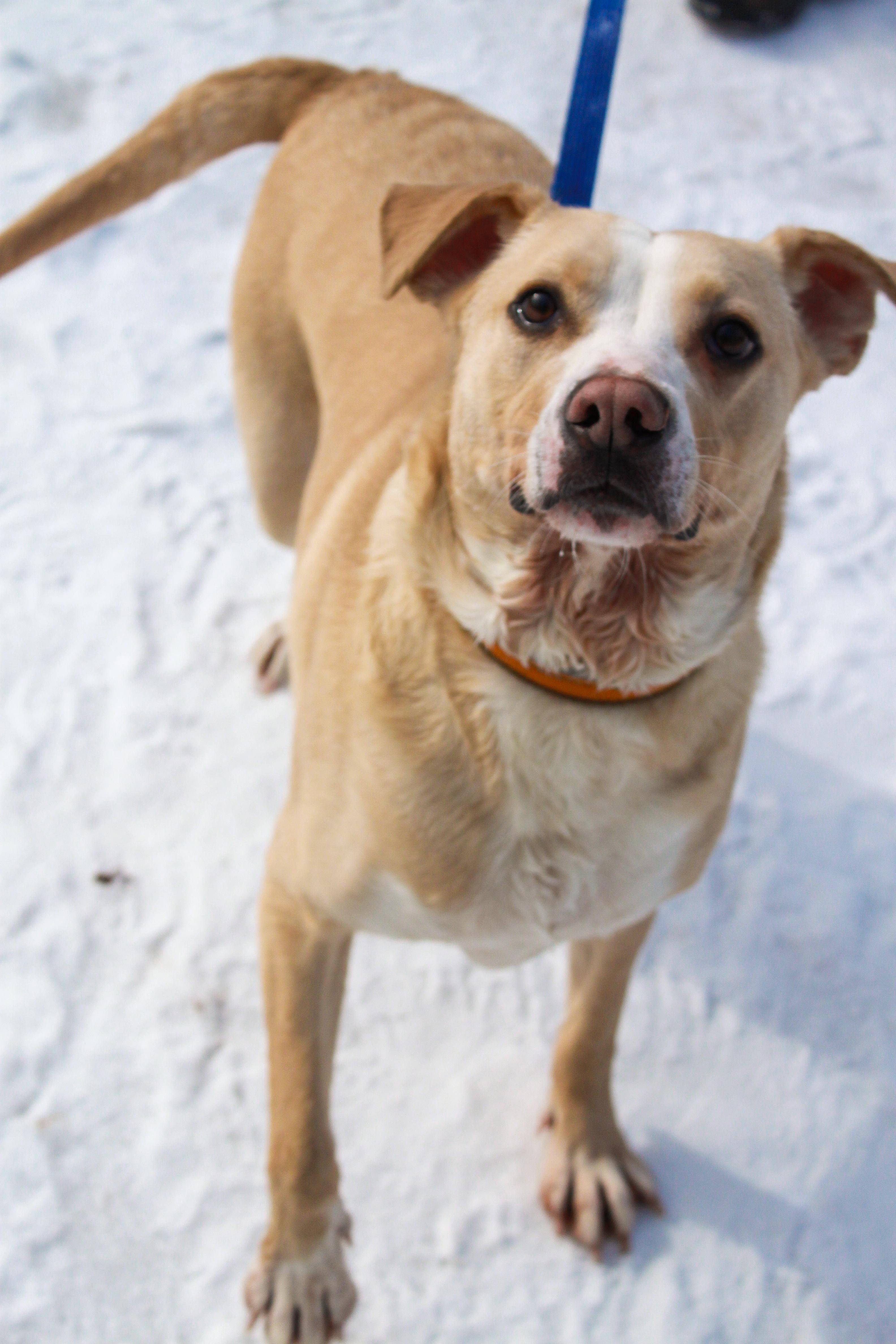 Enlarge Ordell, a Adoptable mixed breed in Ona, WV image 3/5