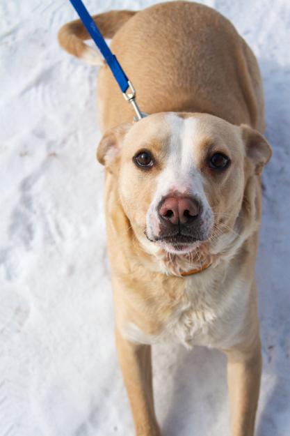 Enlarge Ordell, a Adoptable mixed breed in Ona, WV image 5/5
