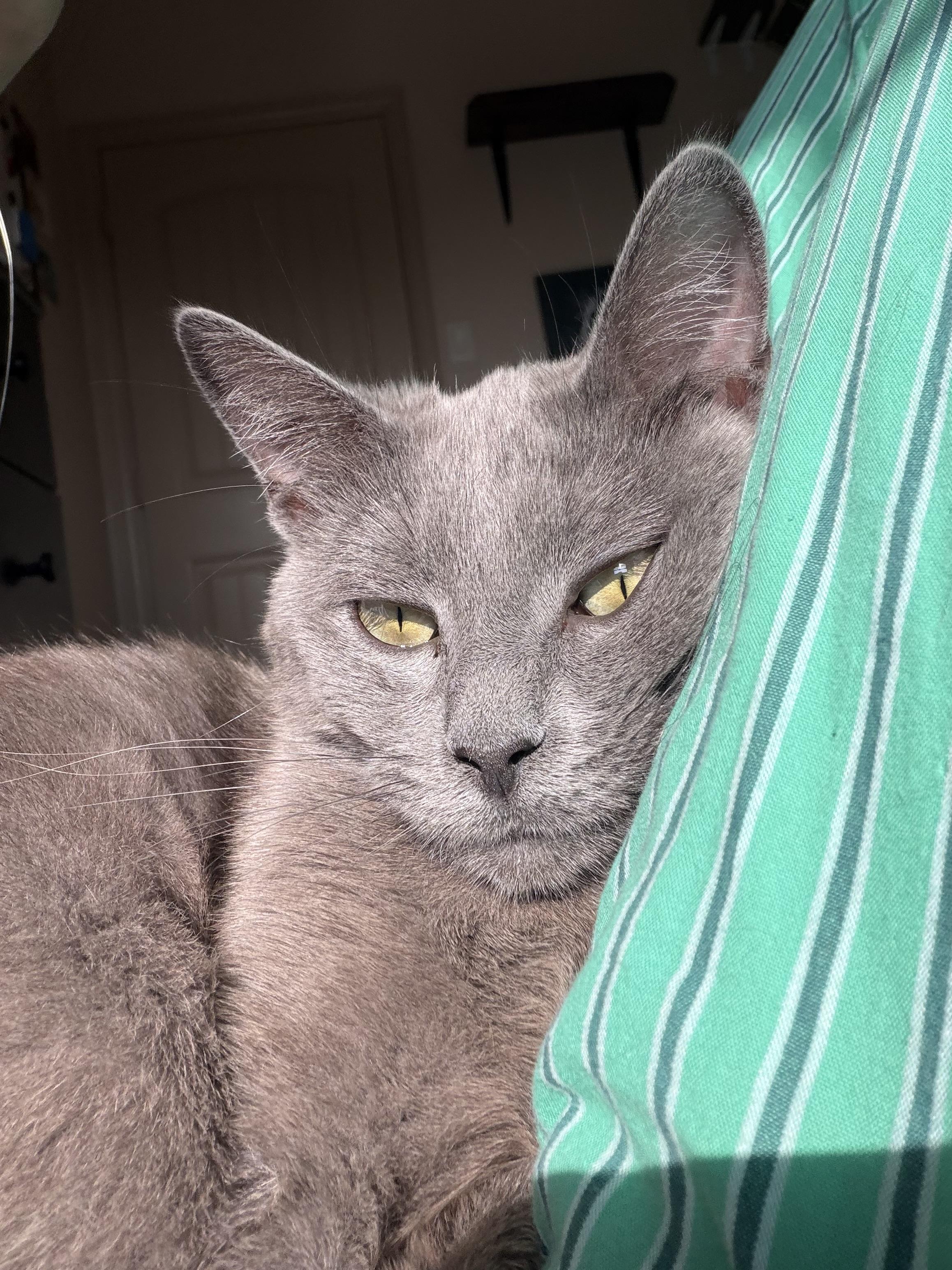 Sapphire, a Adoptable Domestic Short Hair in Houston, TX image 1/5