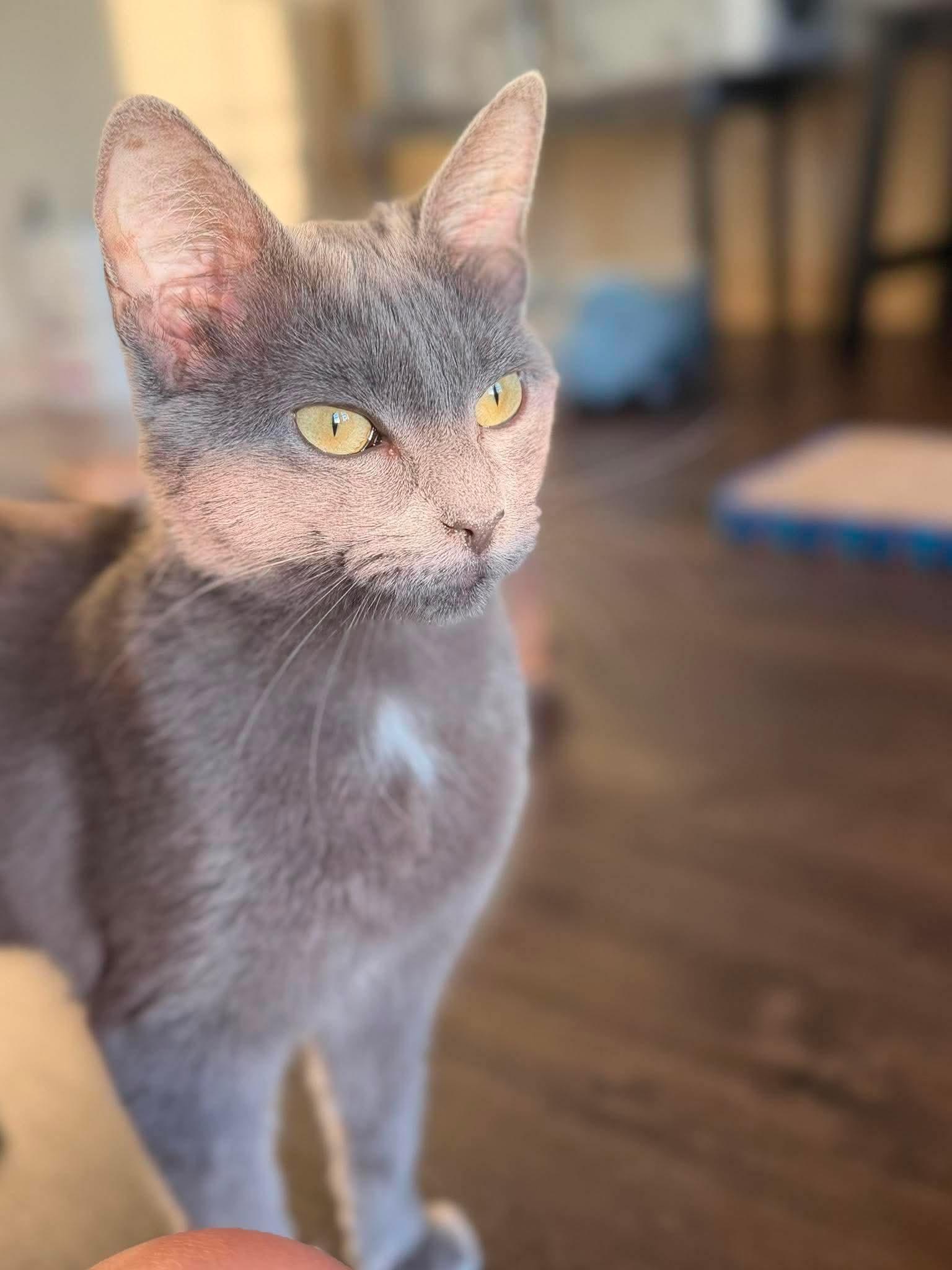 Sapphire, a Adoptable Domestic Short Hair in Houston, TX image 3/5