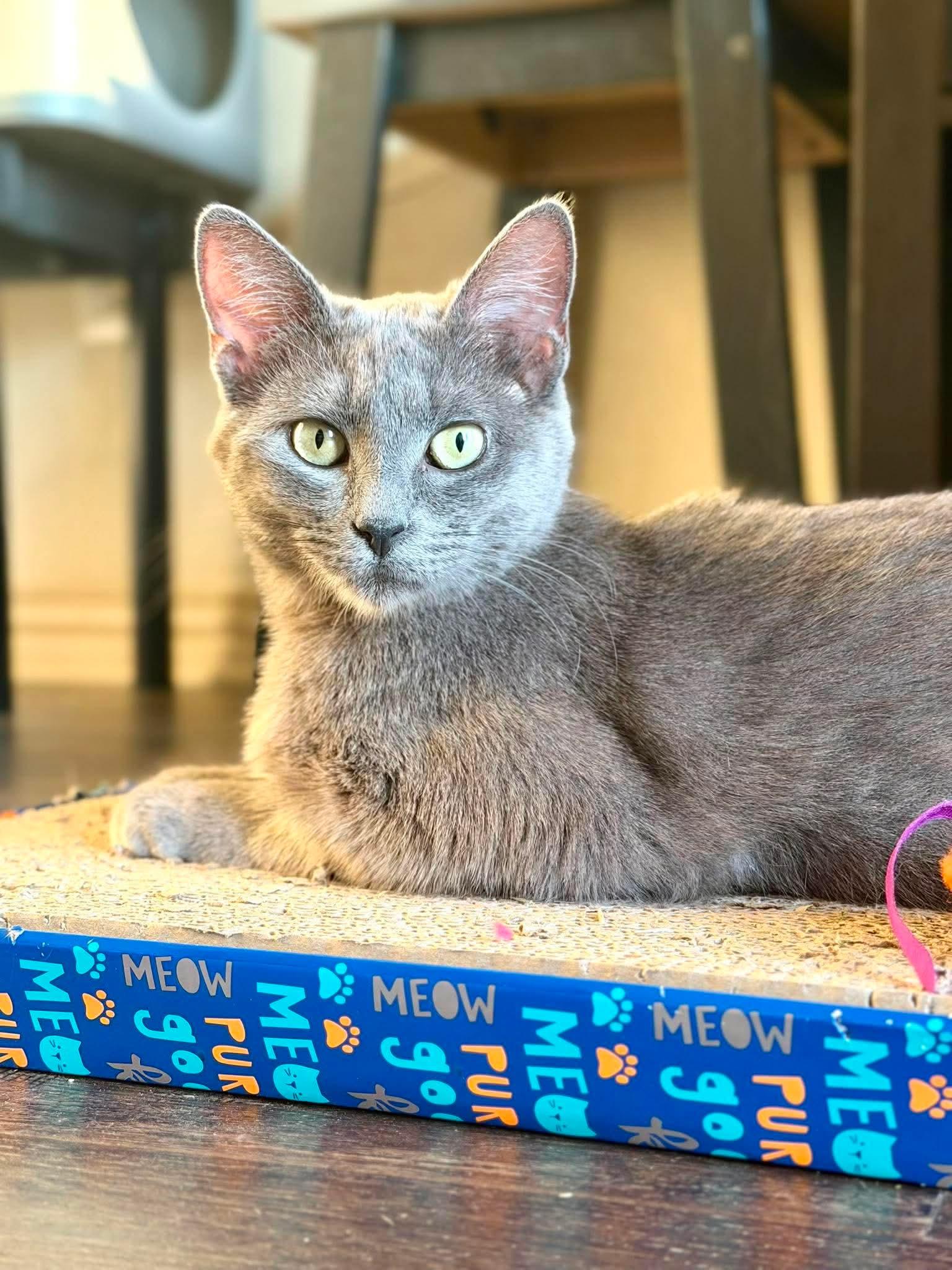 Sapphire, a Adoptable Domestic Short Hair in Houston, TX image 4/5