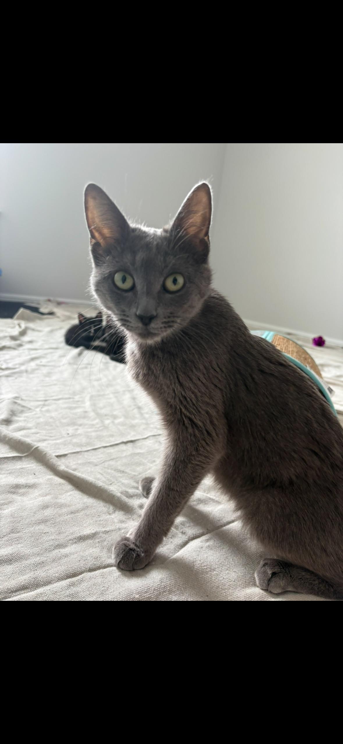 Sapphire, a Adoptable Domestic Short Hair in Houston, TX image 5/5