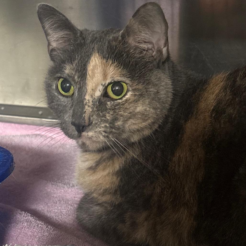 Lilly — thumbnail 2