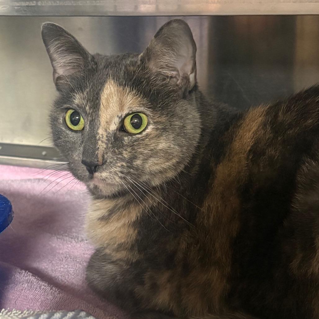 Lilly — thumbnail 3