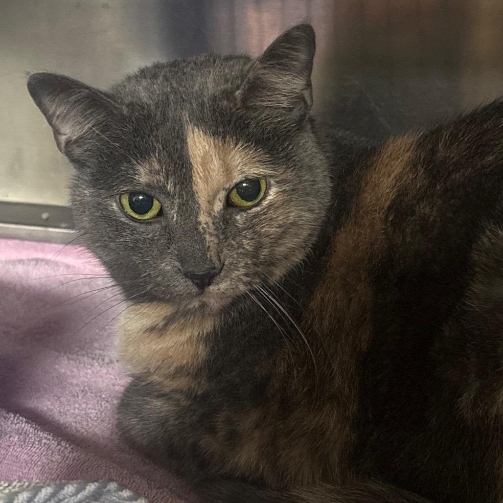 Lilly — thumbnail 4