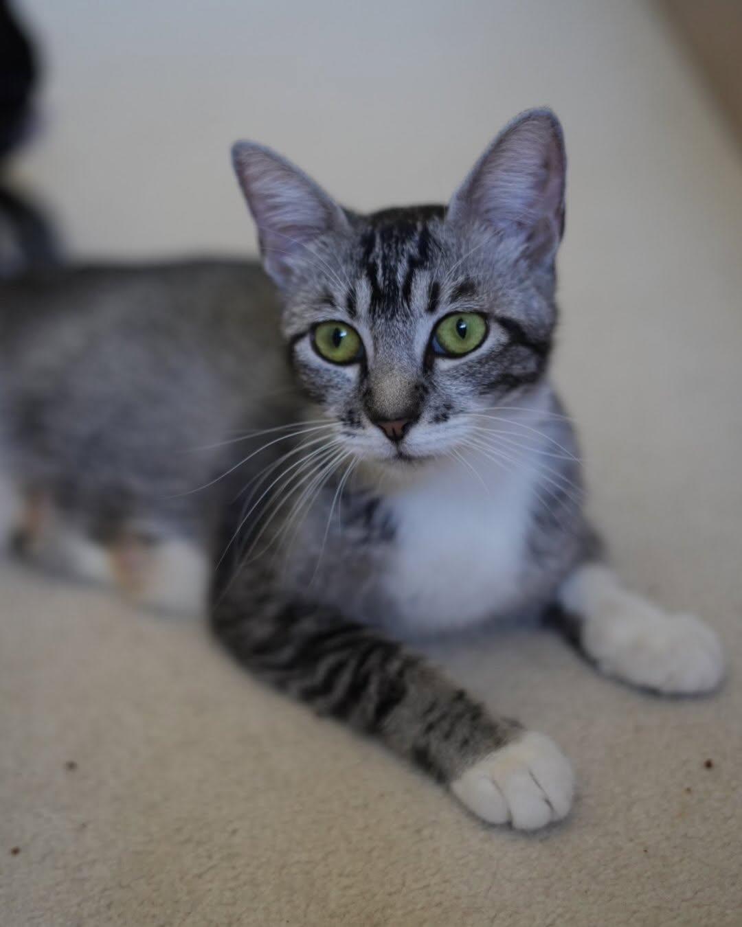 Enlarge MAPLE, a Adoptable mixed breed in Coquitlam, BC image 6/6