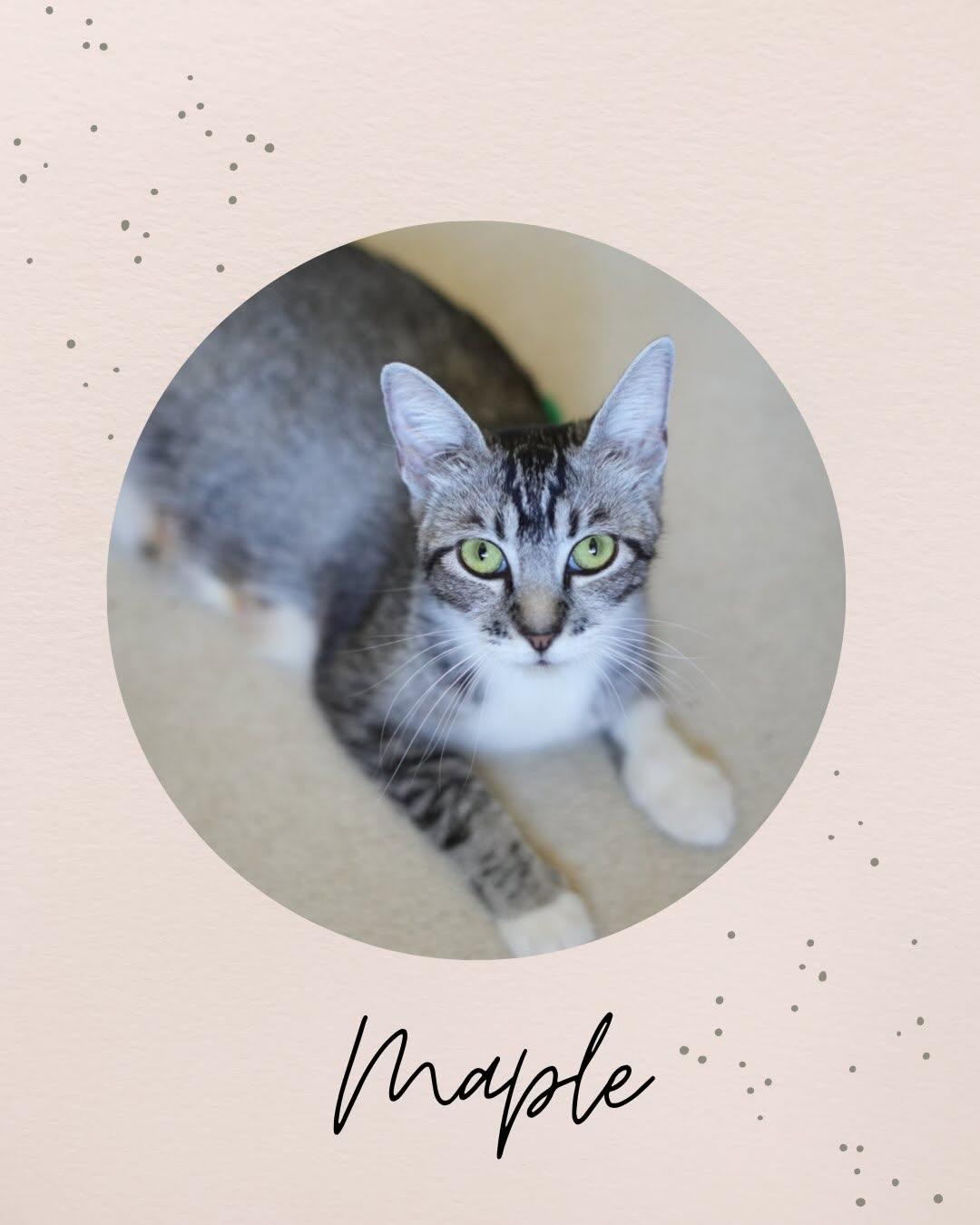 MAPLE, Adoptable, Young Female Domestic Medium Hair.