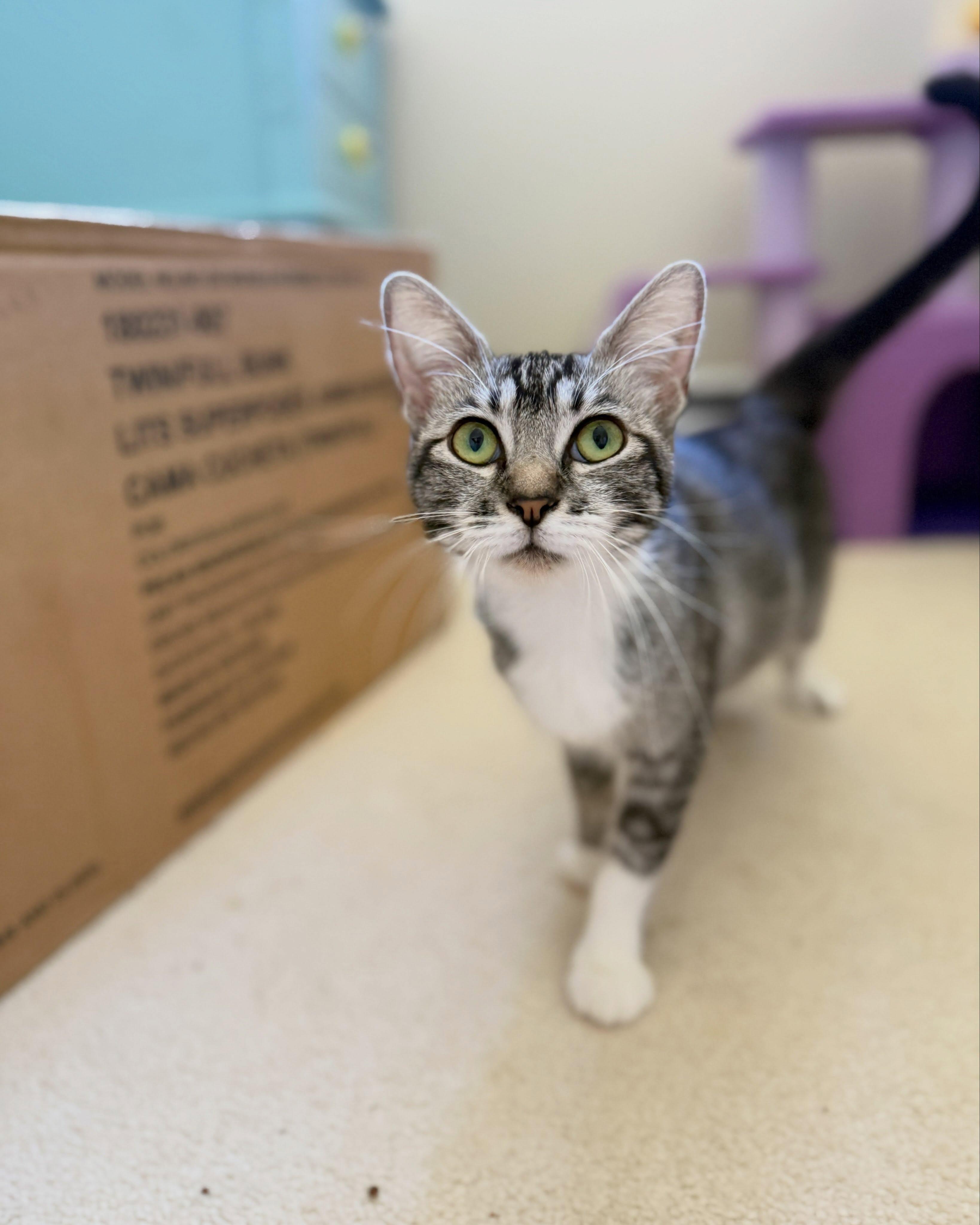 Enlarge MAPLE, a Adoptable mixed breed in Coquitlam, BC image 3/6