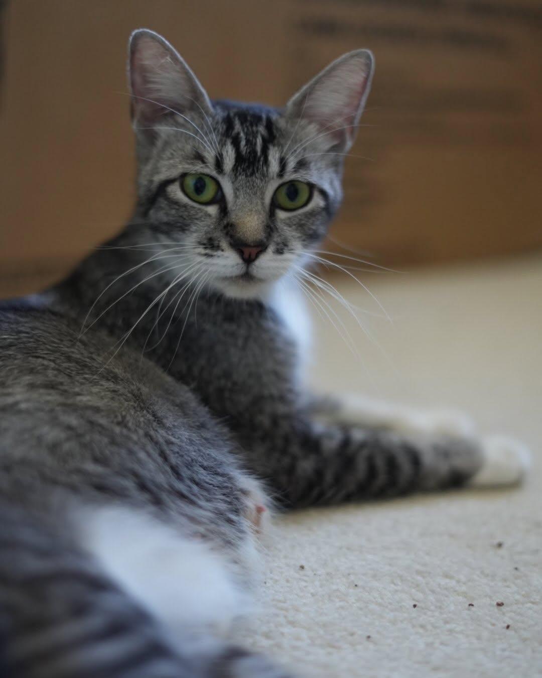 Enlarge MAPLE, a Adoptable mixed breed in Coquitlam, BC image 5/6