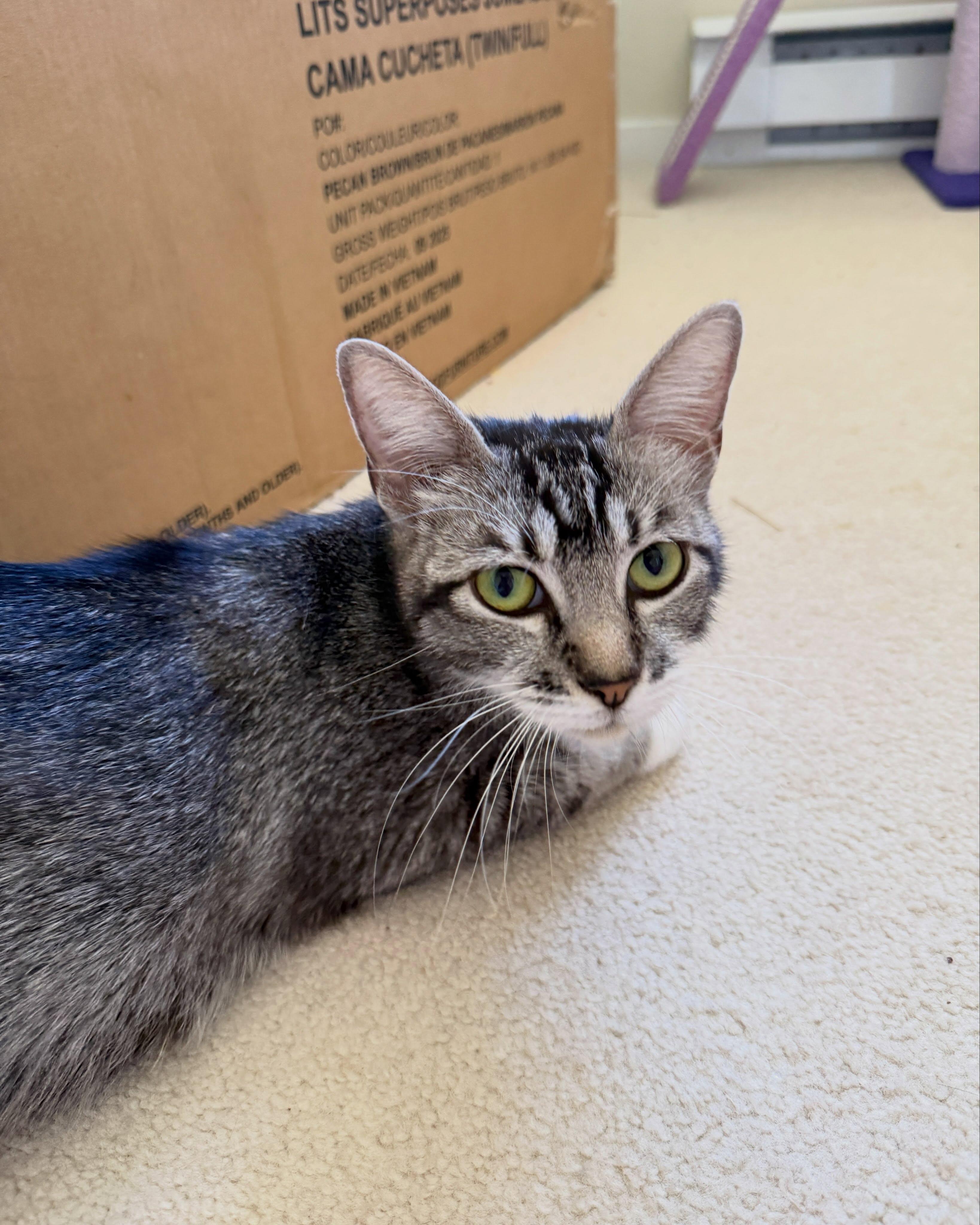 Enlarge MAPLE, a Adoptable mixed breed in Coquitlam, BC image 2/6