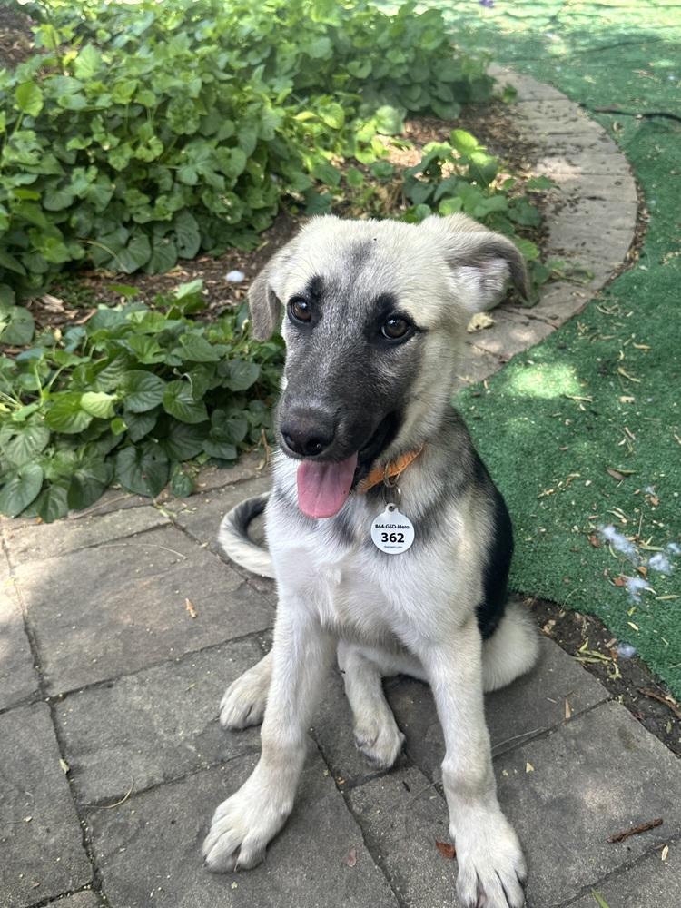 Hazelnut, Adoptable, Puppy Female German Shepherd Dog.