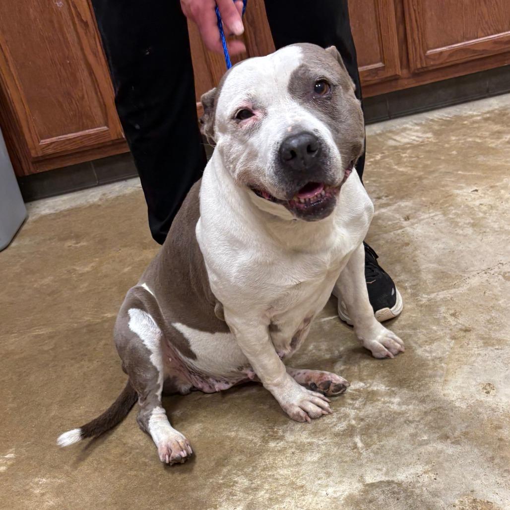 Enlarge Rosie - 022705U, a Adoptable Pit Bull Terrier in Tupelo, MS image 1/4