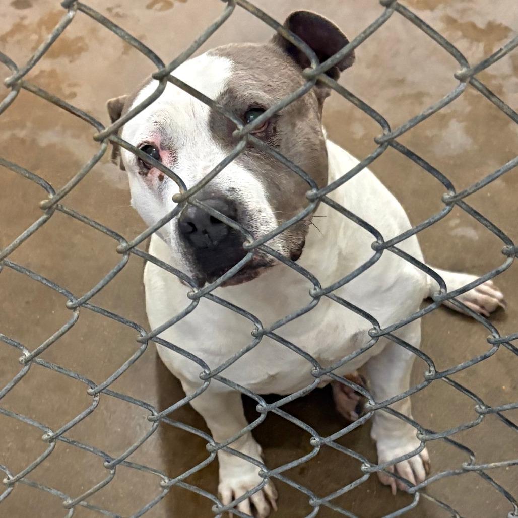 Enlarge Rosie - 022705U, a Adoptable Pit Bull Terrier in Tupelo, MS image 2/4