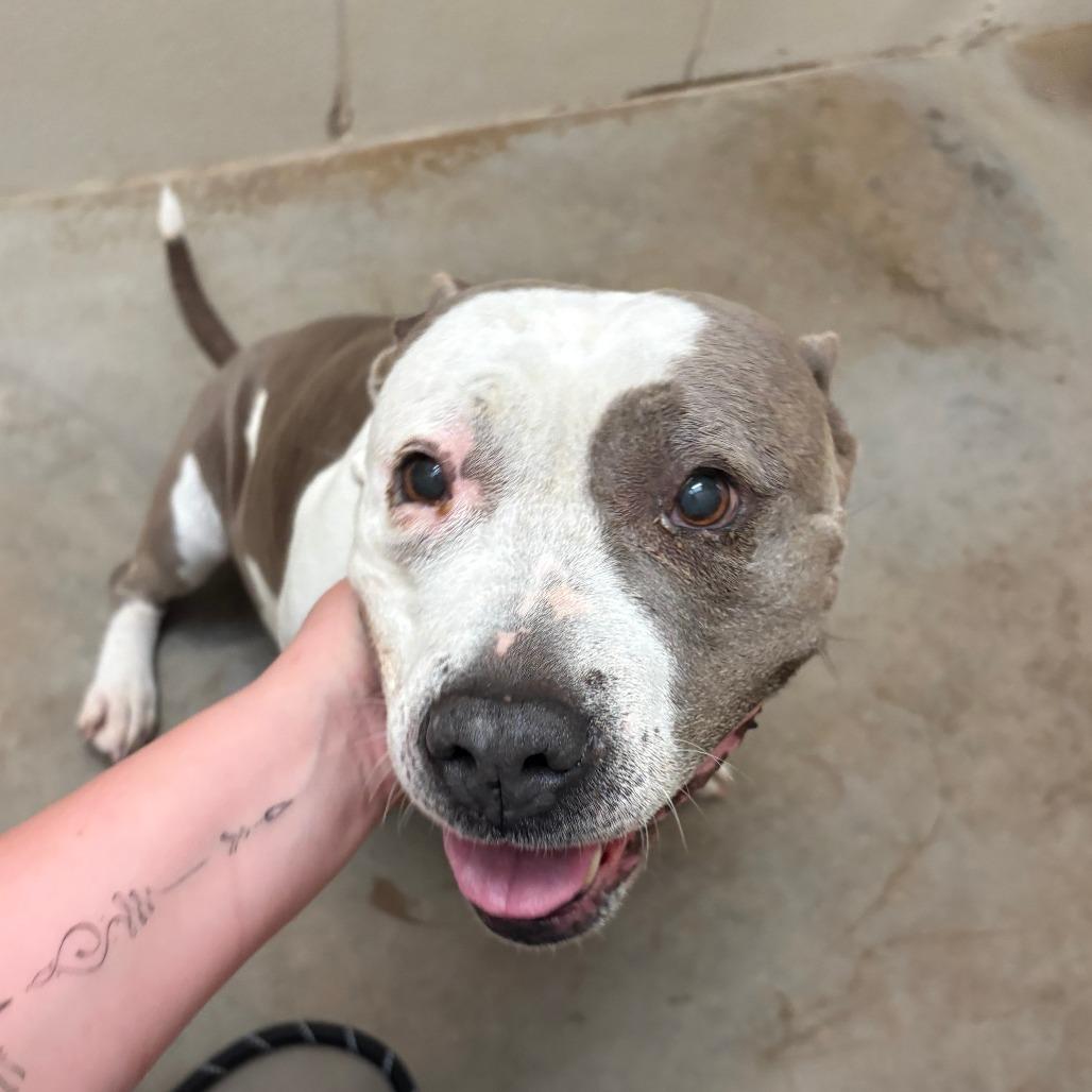 Enlarge Rosie - 022705U, a Adoptable Pit Bull Terrier in Tupelo, MS image 3/4