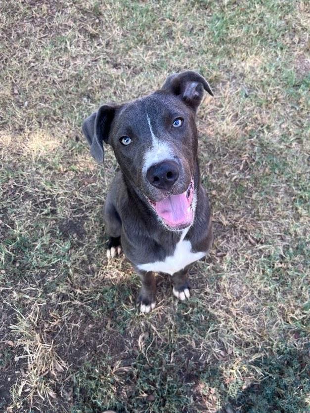 Enlarge Swayze A217359, a Adoptable mixed breed in Plano, TX image 1/6